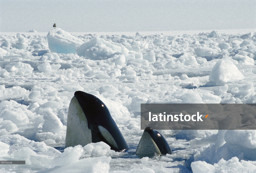 Orca (Orcinus orca) dos madre y ternero en el canal de rompehielos, debe encontrar bolsillos abierto