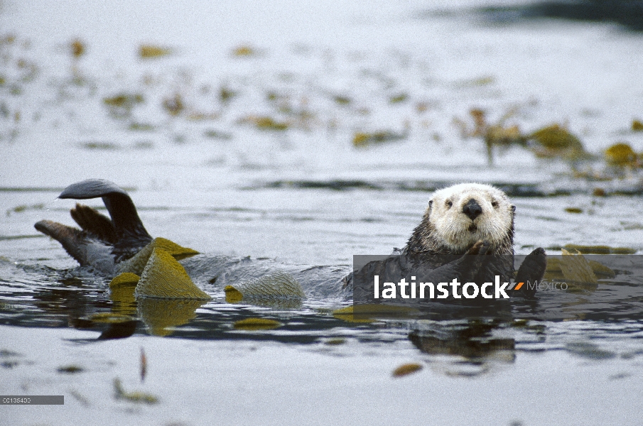 Nutria marina (Enhydra lutris) se envuelve en algas para la noche, Monterey, California