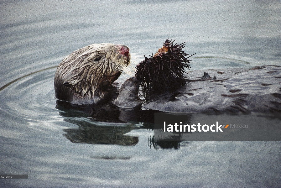 Nutria marina (Enhydra lutris) crea bosques de algas más saludables por comer erizos, California