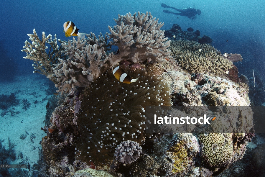 Anémona (Amphiprion sp) obtener protección y alimentos entre los tentáculos de anémona, Palau de la 