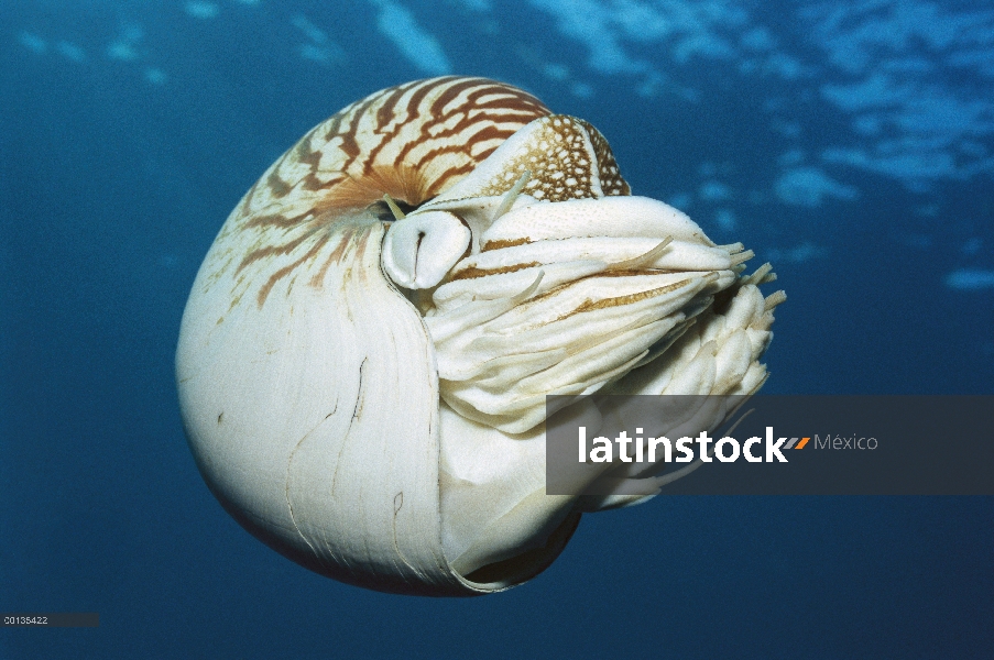 Nautilo (Nautilus pompilius) surge de grandes profundidades en la noche a aguas poco profundas, Pala