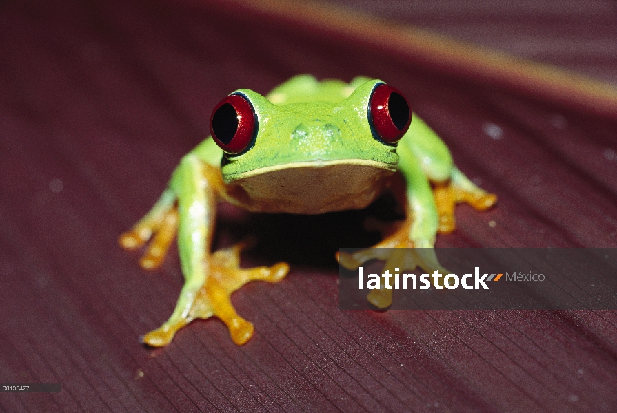 Ojos rojos (Agalychnis callidryas) rana retrato en hoja roja, nocturnos, ojos rojos ayudar a ver en 