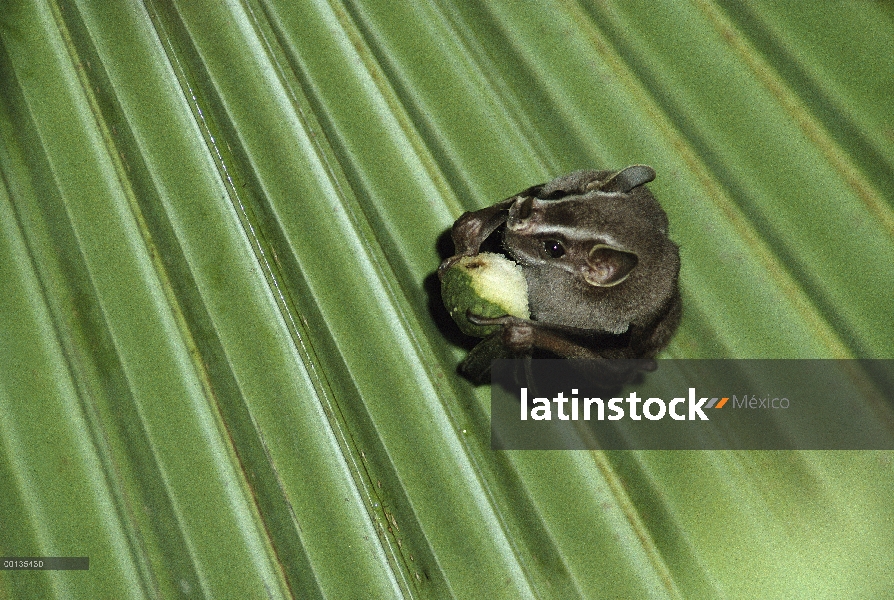 Fabricación de carpa (Uroderma bilobatum) murciélagos Peters' con hoja de Palma, cáscaras de higo an