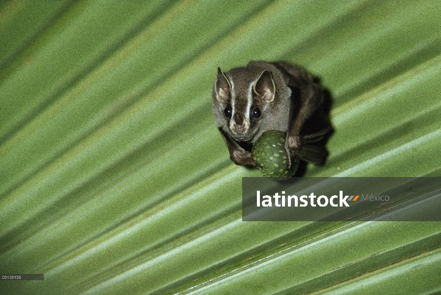 Fabricación de carpa (Uroderma bilobatum) murciélagos Peters' con hoja de Palma, cáscaras de higo an