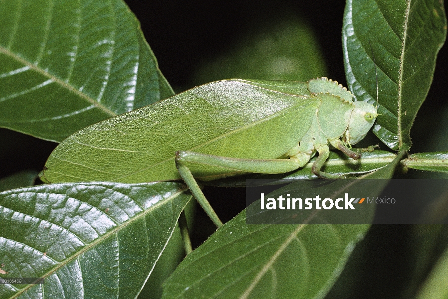 Katydid de Stal (Steirodon stalii) se asemeja a las hojas verdes de las plantas, Panamá