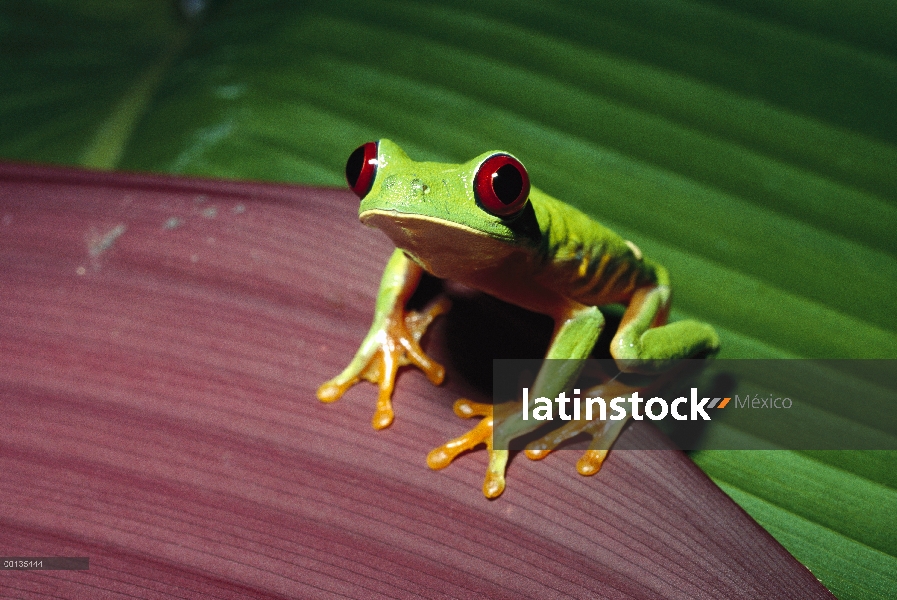 Ojos rojos (Agalychnis callidryas) la rana nocturnos, ojos rojos le ayudan a ver en la selva oscura,