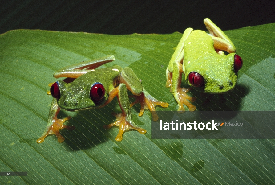 Par de ojos rojos rana de árbol (Agalychnis callidryas) en hoja, nocturnos, ojos rojos ayudar a ver 