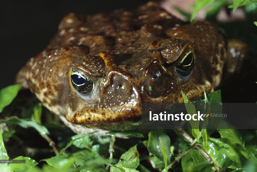 Sapo de caña (Bufo marinus) pares fuera de malezas de lago, bosque lluvioso de Panamá