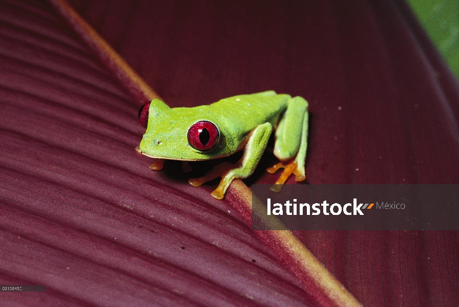 Ojos rojos (Agalychnis callidryas) la rana nocturnos, ojos rojos ayudan a ver en la oscuridad, bosqu