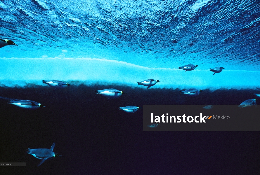 Grupo del pingüino emperador (Aptenodytes forsteri) natación, puede sumergirse hasta 600 metros y qu