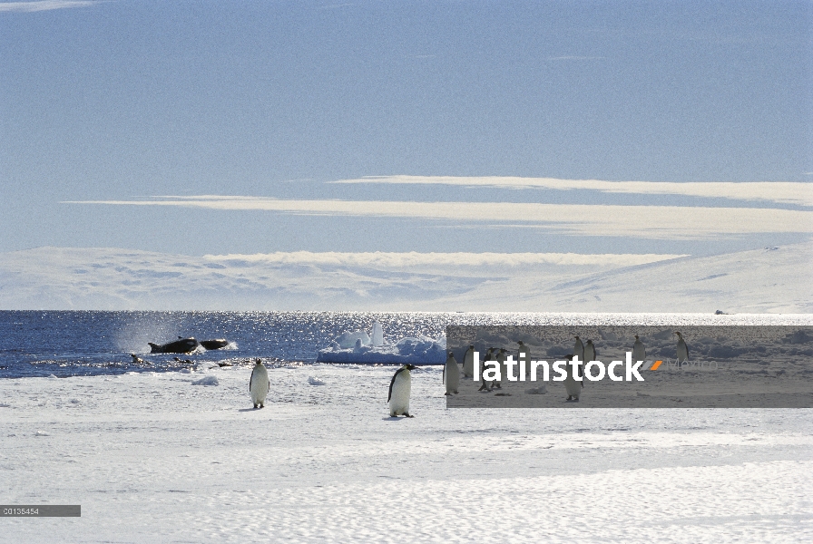 Grupo del pingüino de emperador (forsteri de Aptenodytes) en el borde de hielo junto a depredadores 