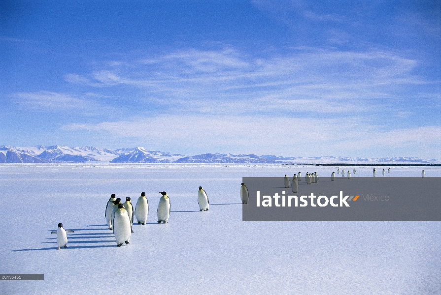 Grupo del pingüino de emperador (forsteri de Aptenodytes) en el borde del hielo, un solitario pingüi