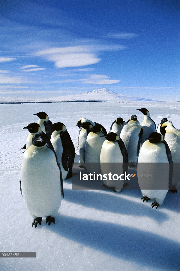 Grupo del pingüino de emperador (forsteri de Aptenodytes) en el borde de hielo, llamadas se utilizan