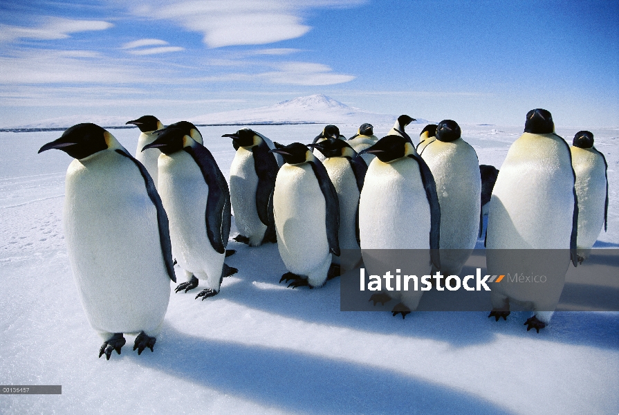 Grupo del pingüino de emperador (forsteri de Aptenodytes) en el borde de hielo, llamadas se utilizan