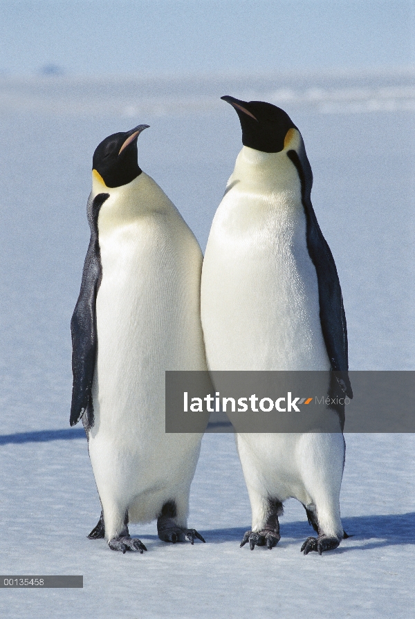 Pingüino emperador (Aptenodytes forsteri) par en borde de hielo, llamadas se utilizan para reconocer