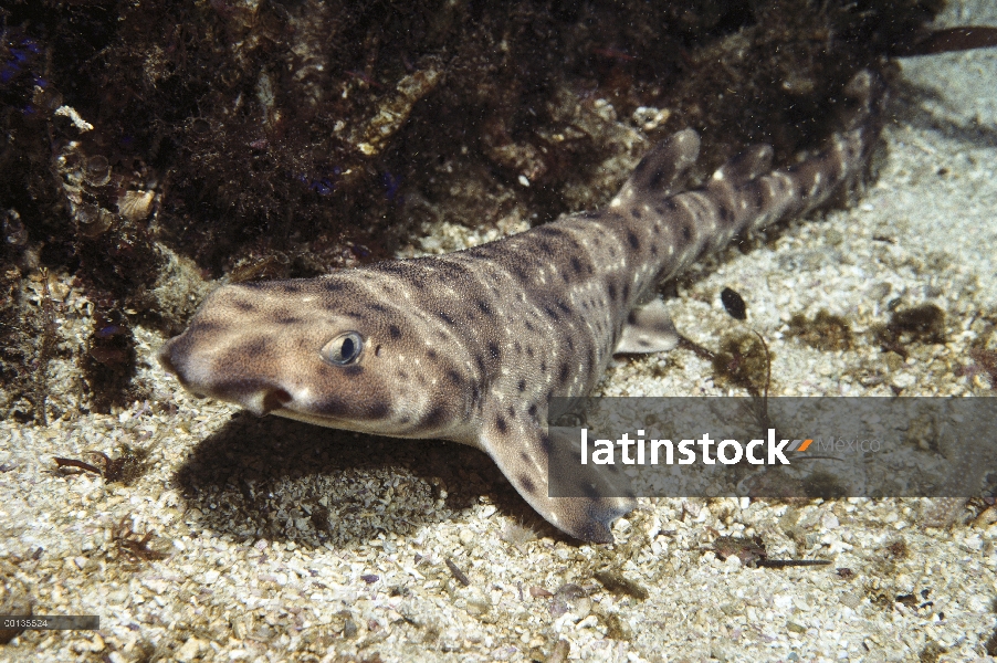 Hinchan se hincha del tiburón (Cephaloscyllium ventriosum) como defensa, California