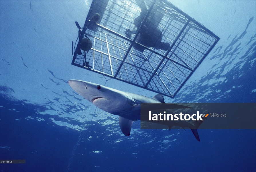 Blue Shark (Prionace glauca) un depredador del océano abierto, nadando cerca de buzo en la jaula, Ca