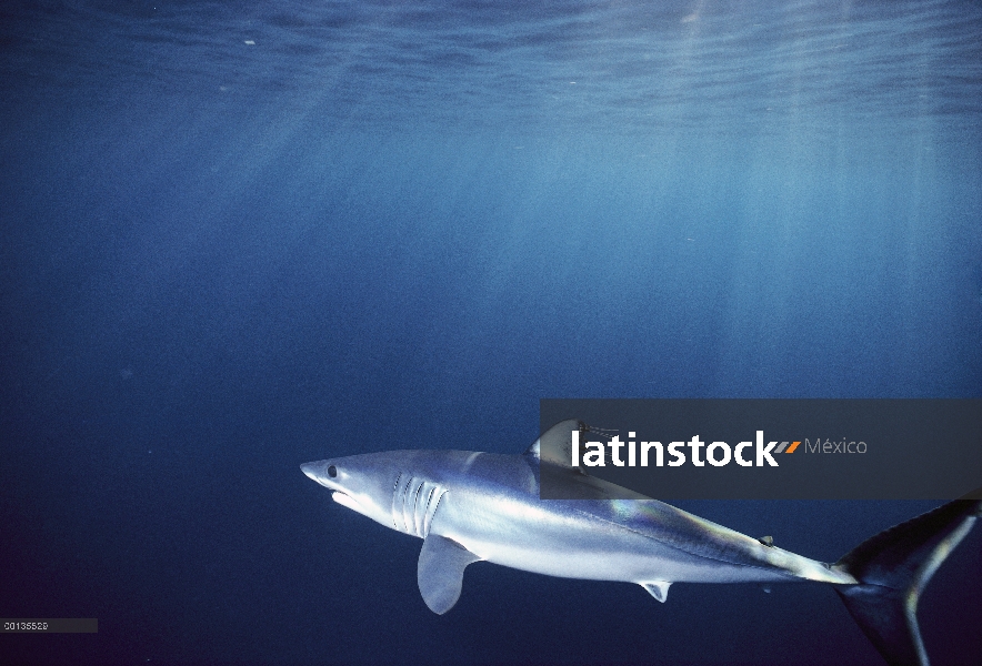 Parásitos de copépodo rápido y agresivo, Atlántico Mako (Isurus oxyrhynchus) de aleta dorsal, San Di