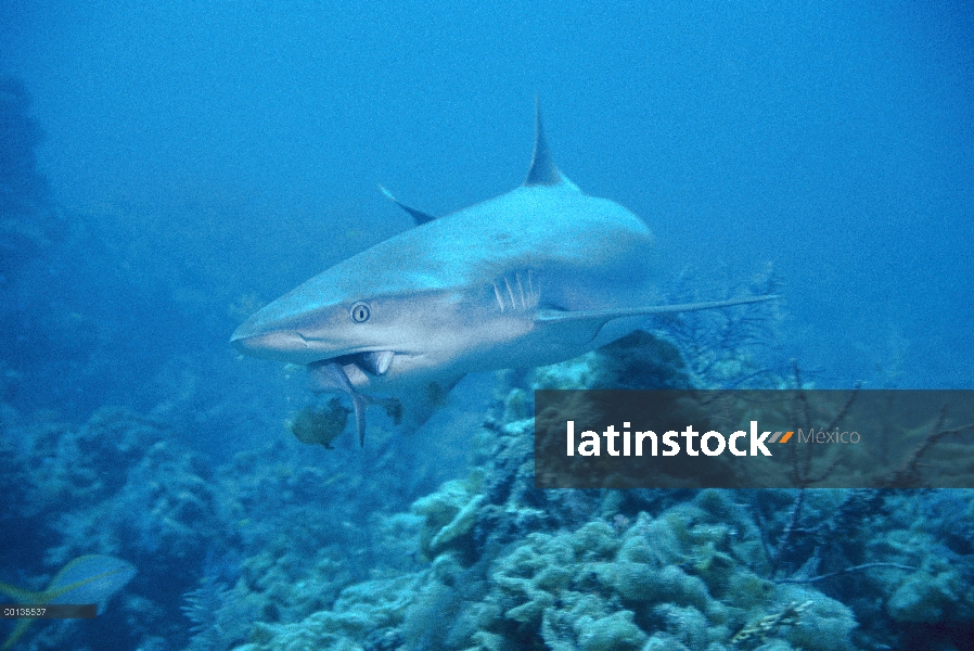 Tiburón de tiburón de arrecife del Caribe (Carcharhinus perezii) nadando con peces en la boca, Carib