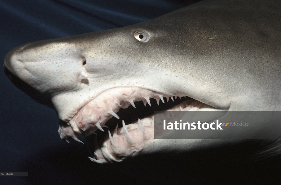 Primer plano gris tiburón nodriza (Carcharias taurus) de los dientes y la nariz, acuario de Steinhar