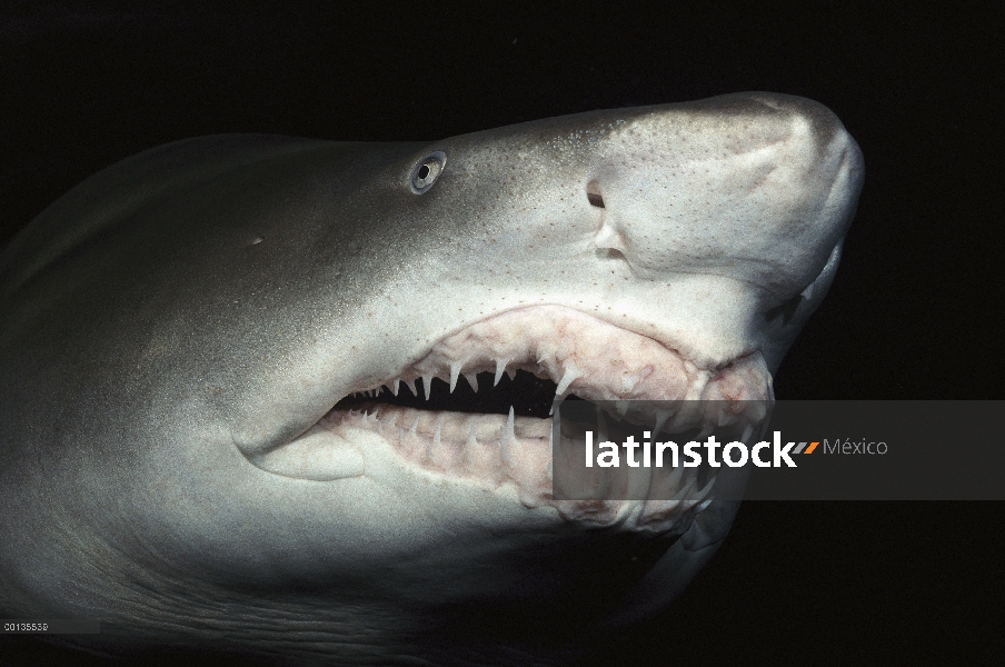 Primer plano gris tiburón nodriza (Carcharias taurus) de los dientes y la nariz, acuario de Steinhar