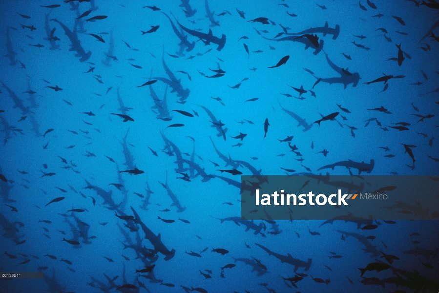 Festoneado tiburón martillo (Sphyrna lewini) escolaridad alrededor de una montaña submarina, isla de