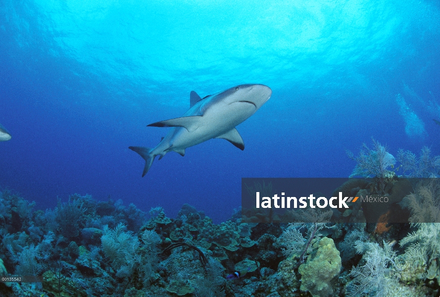 Tiburón de arrecife del Caribe (Carcharhinus perezii) bajo el agua, Bahamas, Caribe