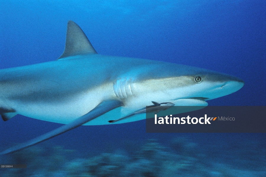 Tiburón de arrecife del Caribe (Carcharhinus perezii) con remora Unido, Bahamas, Caribe