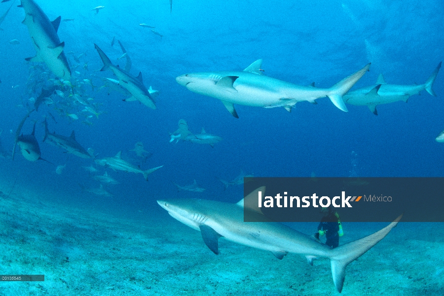 Grupo de tiburones de arrecife del Caribe (Carcharhinus perezii) atraída para cebo envolvente diver 