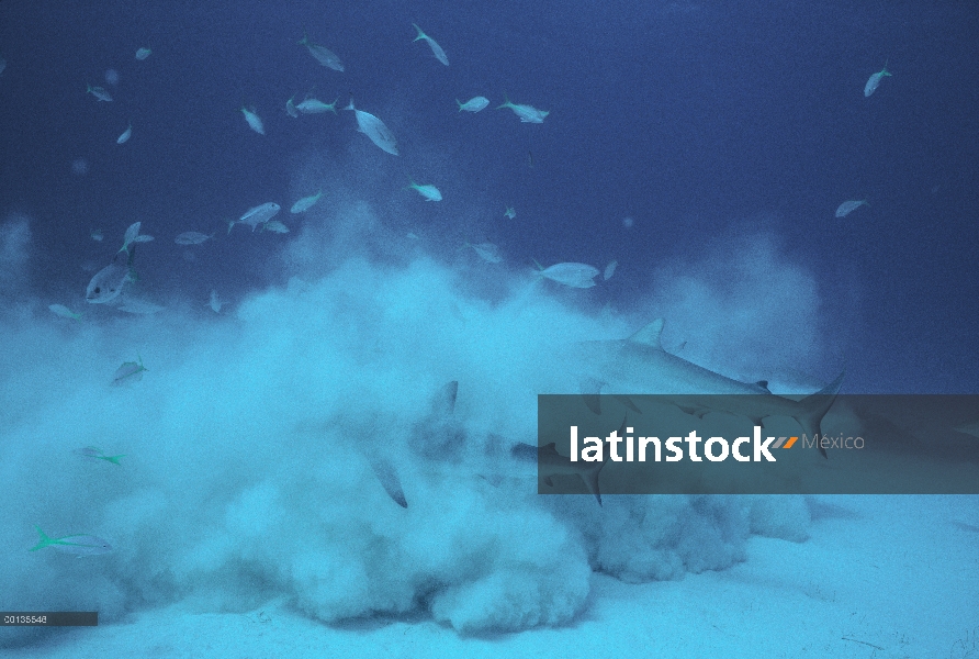 Grupo de tiburones de arrecife del Caribe (Carcharhinus perezii) remover arena en un frenesí, no es 