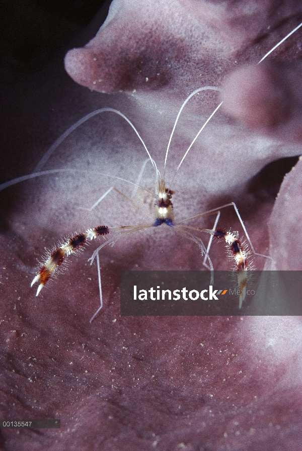 Bandas de Coral de camarón (Stenopus hispidus) configura estaciones en cabezas de coral, Caribe de l