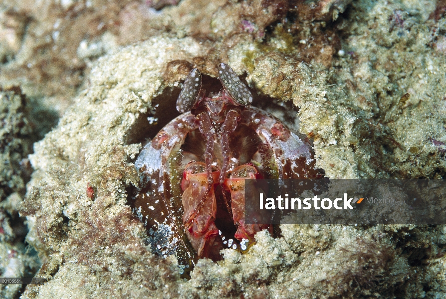 Camarón Mantis (Odontodactylus scyllarus) en su madriguera, listo para atacar con las garras, Califo