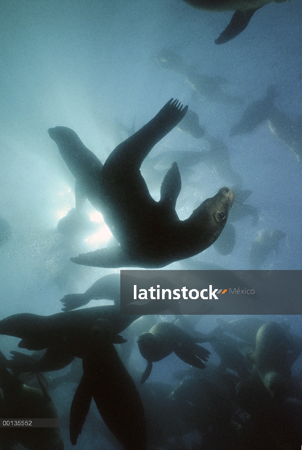 Hembras de León marino de California (Zalophus californianus) amable, Sur California