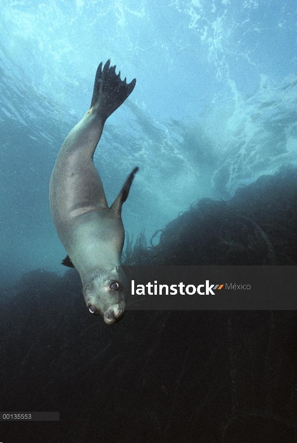 Ambiente hembras de León marino de California (Zalophus californianus), California