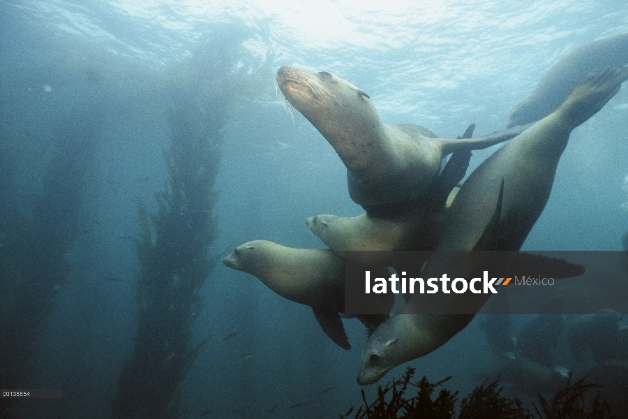 Ambiente hembras de León marino de California (Zalophus californianus), California