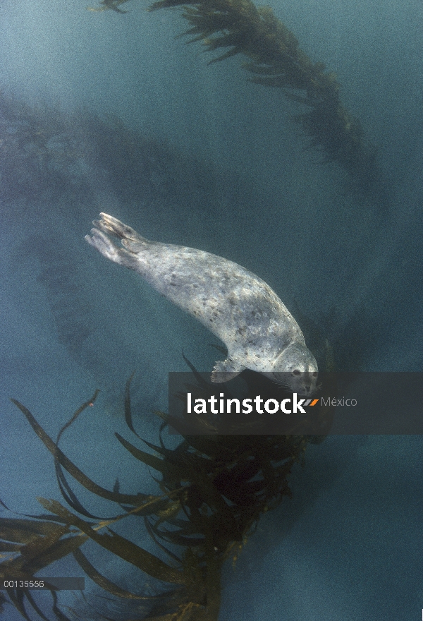 Sello de puerto (Phoca vitulina) nadar bajo el agua cerca de Kelp, Monterey, California