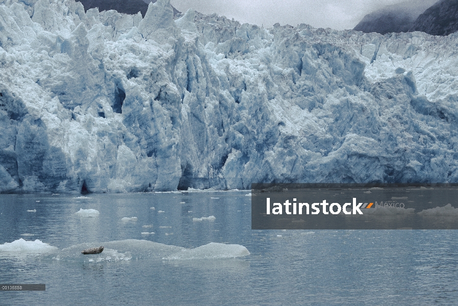 Sello de puerto (Phoca vitulina) reclina en icebergs del glaciar, Tracy Arm Fjord sureste Alaska