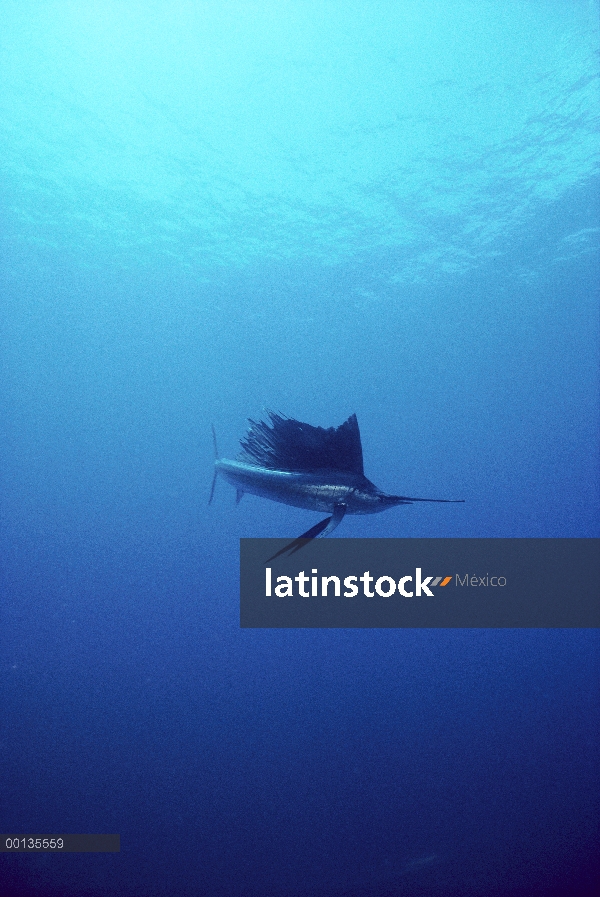 Pacífico pez vela (Istiophorus platypterus) bajo el agua, más rápido de los pescados, 68 millas por 