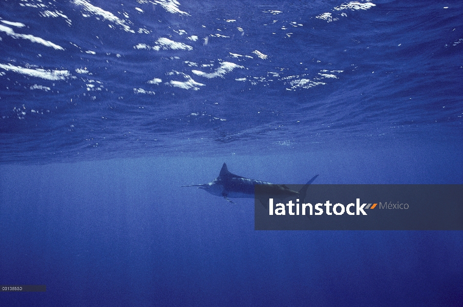 Blue Marlin (Makaira nigricans), mar de Cortés, Baja California, México