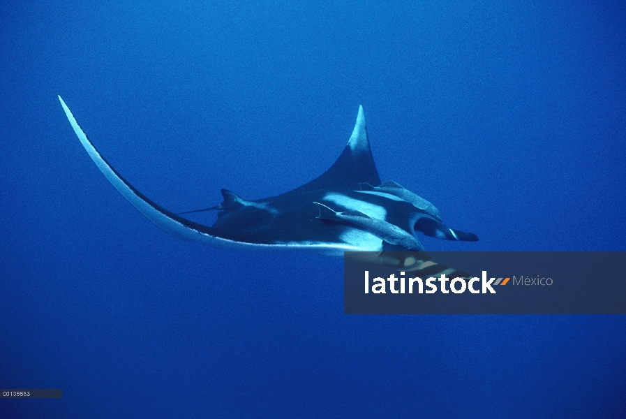 Manta raya (Manta birostris) con Remora (remora Remora), Baja California, México, Revillagigedo, Océ