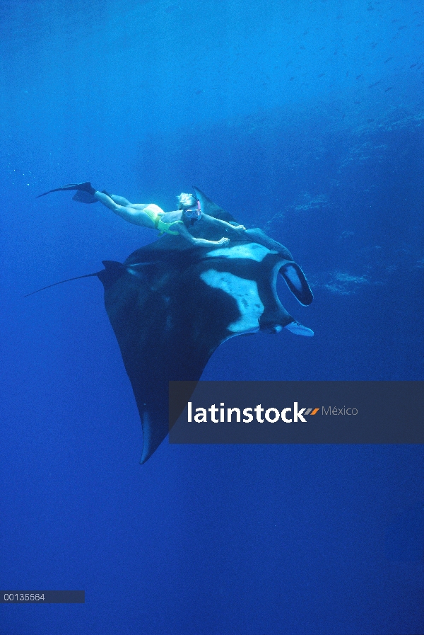 Manta raya (Manta birostris) siendo montado por los seres humanos en montes submarinos, Revillagiged