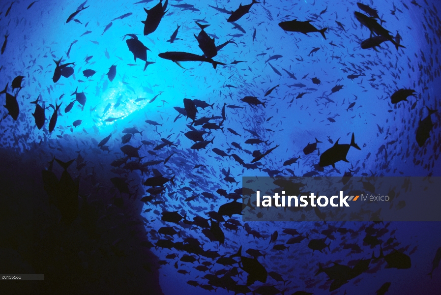 Escuela de Cavalla (Caranx sp) y otros peces pelágicos rodean pináculos submarinos, peces pelágicos 