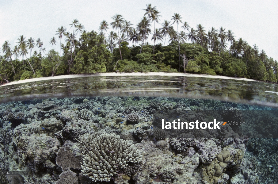 Por encima y por debajo de la vista del agua del arrecife de coral y la isla tropical, las Islas Sal