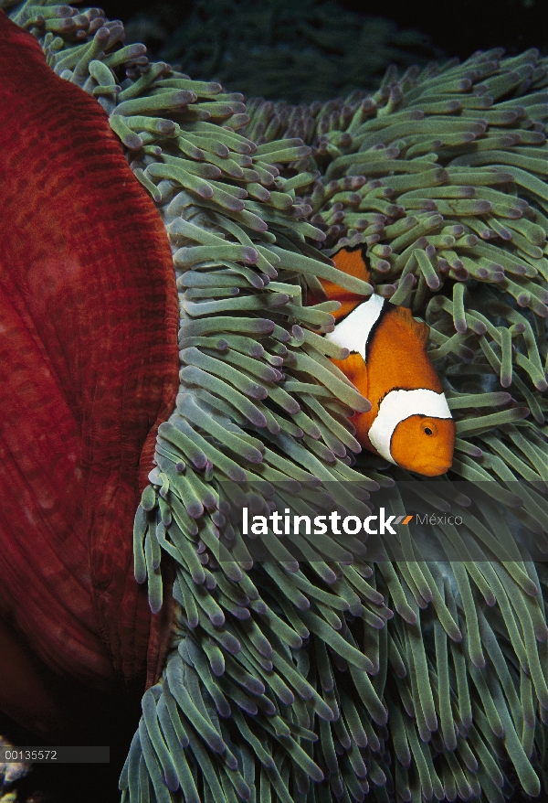 Caja fuerte Blackfinned Clownfish (percula de Amphiprion) entre picadura tentáculos de host anémona 