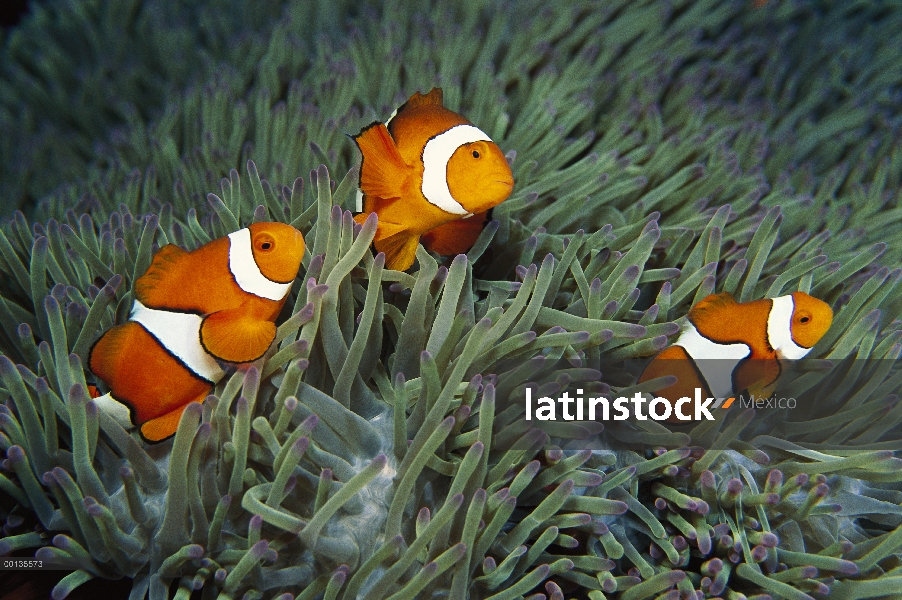 Caja fuerte Blackfinned Clownfish (percula de Amphiprion) entre picadura tentáculos de host anémona 