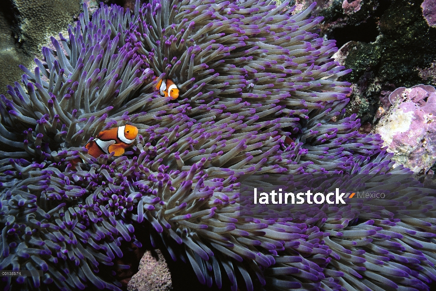 Par Blackfinned Clownfish (Amphiprion percula), seguro entre picadura tentáculos host anémona magníf