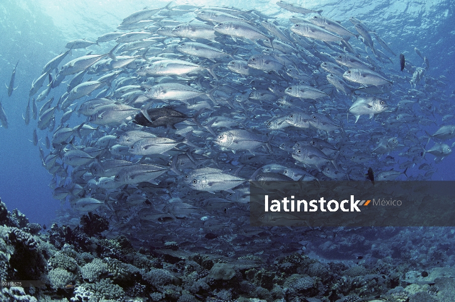 Patudo Trevally (Caranx sexfasciatus) se reúnen en grupos masivos en arrecifes de coral durante el d