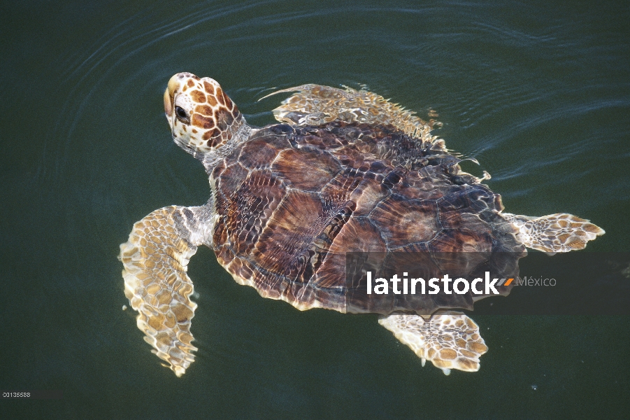 Tortuga boba (Caretta caretta), natación juvenil 2-3 años, la Florida