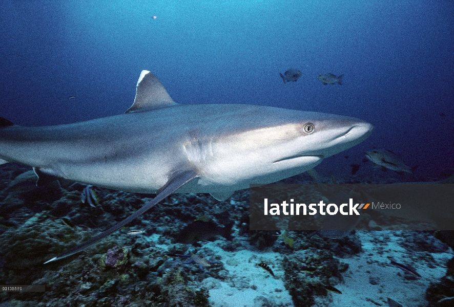 Retrato submarino plata-tip Shark (Carcharhinus albimarginatus), bancos de Birmania, Tailandia