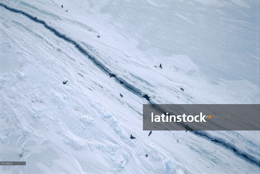 Grupo sello de Weddell (Leptonychotes weddellii) se reúnen alrededor de la grieta en el hielo marino